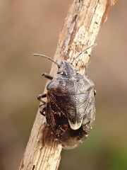 Holcogaster fibulata