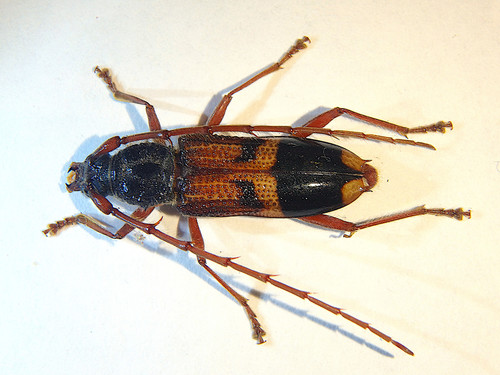 Lesser Eucalyptus Longhorn Beetle
