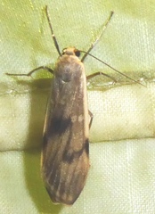 Teulisna diastropha