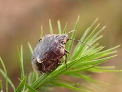 Holcogaster fibulata
