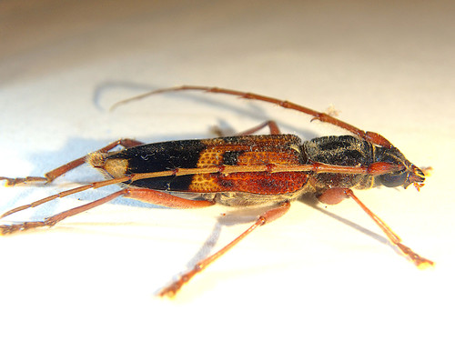 Lesser Eucalyptus Longhorn Beetle