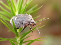 Holcogaster fibulata