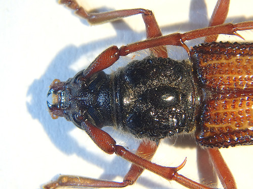 Lesser Eucalyptus Longhorn Beetle