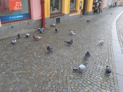 Columba livia domestica