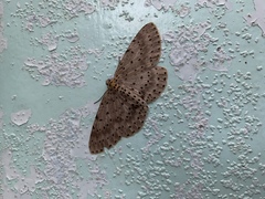 Percnia fumidaria