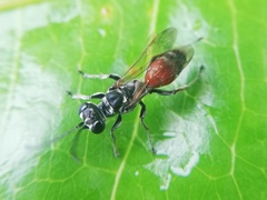 Lyroda
