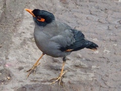 Acridotheres ginginianus