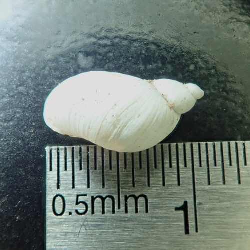 Mexico Ambersnail