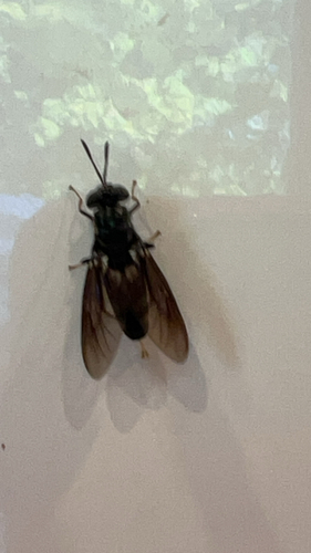 Unknown species found near Indianapolis