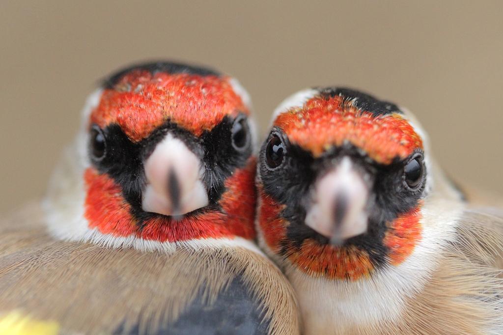 Eurasian Goldfinches and Citril Finches