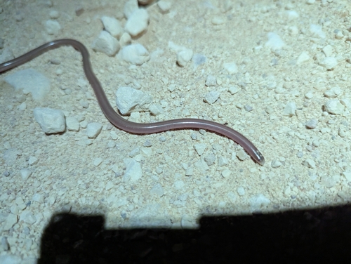Photo of a Long-beaked Blind Snake (Anilios grypus)