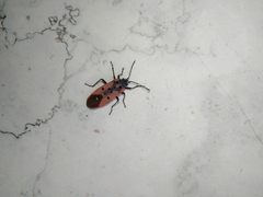 Lygaeus creticus