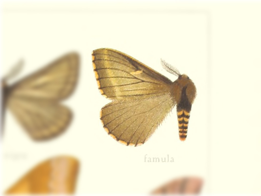 Meroleuca famula