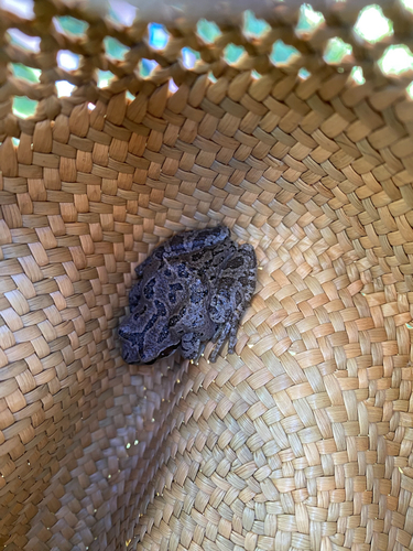 Pacific chorus frog photographed in Montana