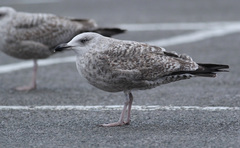 Larus argentatus