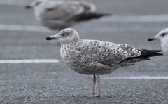 Larus argentatus
