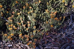 Pultenaea procumbens