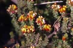 Pultenaea procumbens