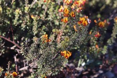 Pultenaea procumbens
