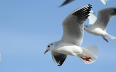 Chroicocephalus ridibundus