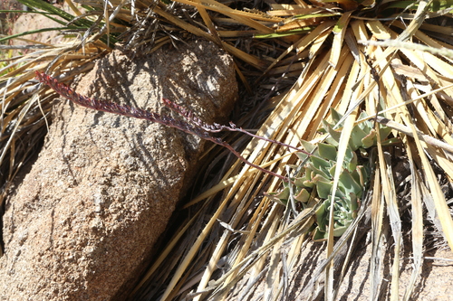 Desert savior