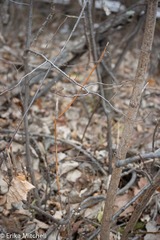 Aurantioporthe corni