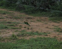 Merops orientalis ceylonicus