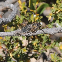 Physeema labyrinthica