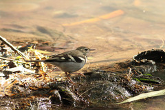 Dendronanthus indicus