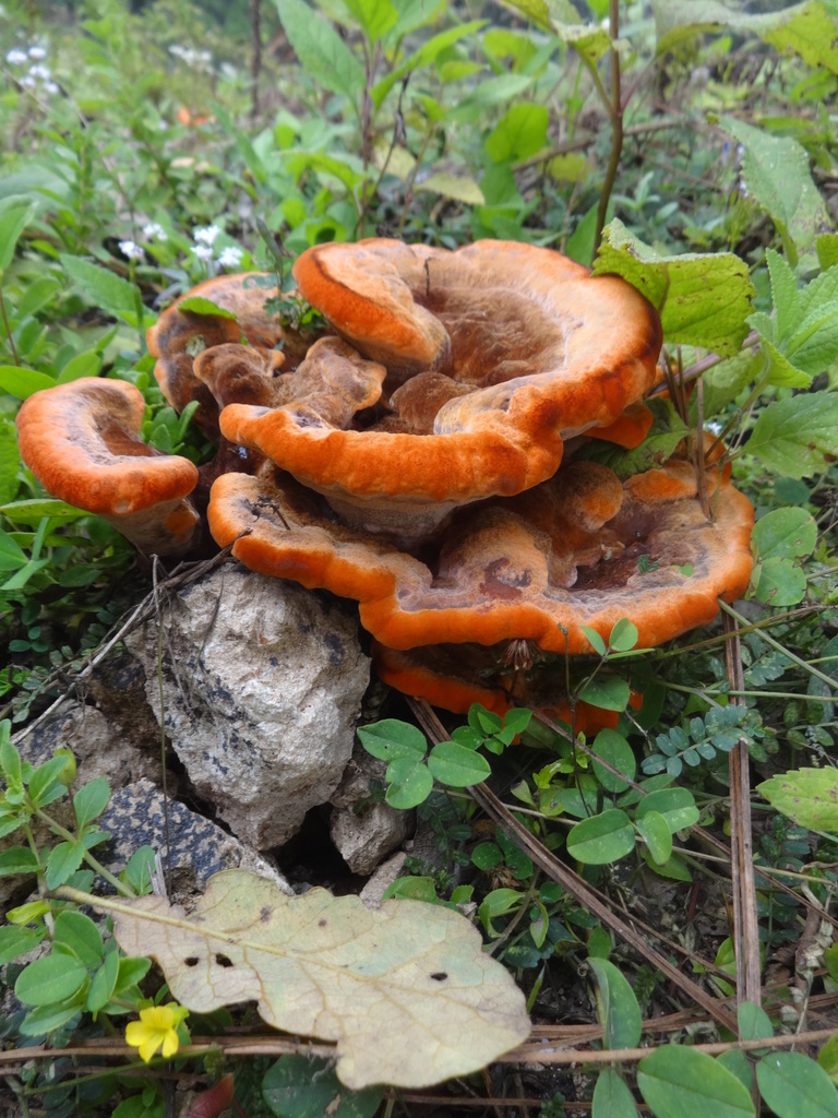 Phaeolaceae