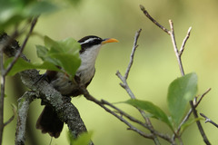 Pomatorhinus melanurus