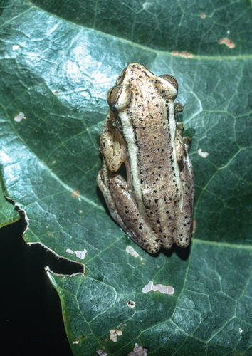 Bamenda Reed Frog