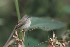 Muscicapa muttui