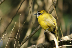 Pycnonotus penicillatus