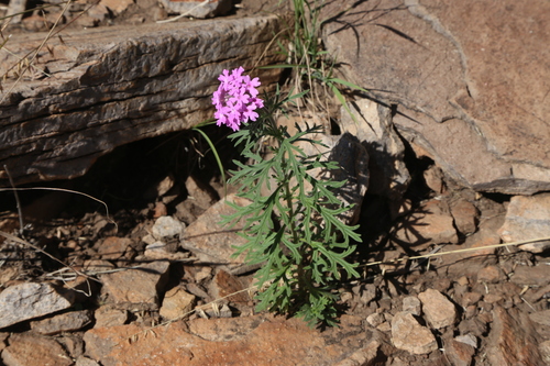 Davis Mountains Mock Vervain (Glandularia pubera)