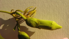 Amphilophium scabriusculum