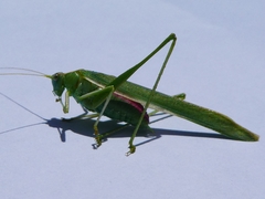 Polichne