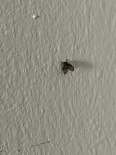 Unknown species found near Hedges Run Dr, Woodbridge, VA, US
