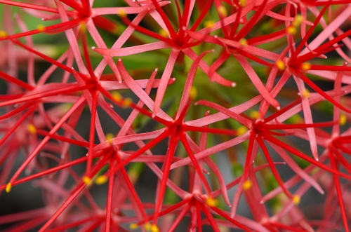 Bloodlily