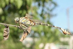 Lindenia tetraphylla