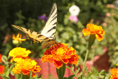 Iphiclides podalirius