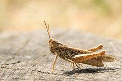 Chorthippus maritimus