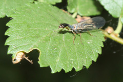 Dichrostigma flavipes