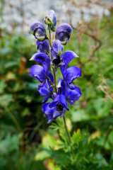 Aconitum burnatii