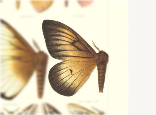 Ithomisa catherina