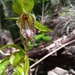 Nervilia bicarinata - Photo (c) nomentsoa, alguns direitos reservados (CC BY-NC), uploaded by nomentsoa