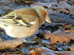 Fringilla coelebs