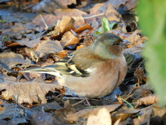 Fringilla coelebs