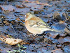 Fringilla coelebs