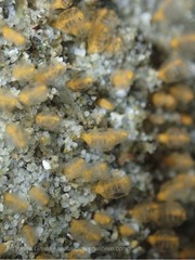 Pycnoclavella stanleyi